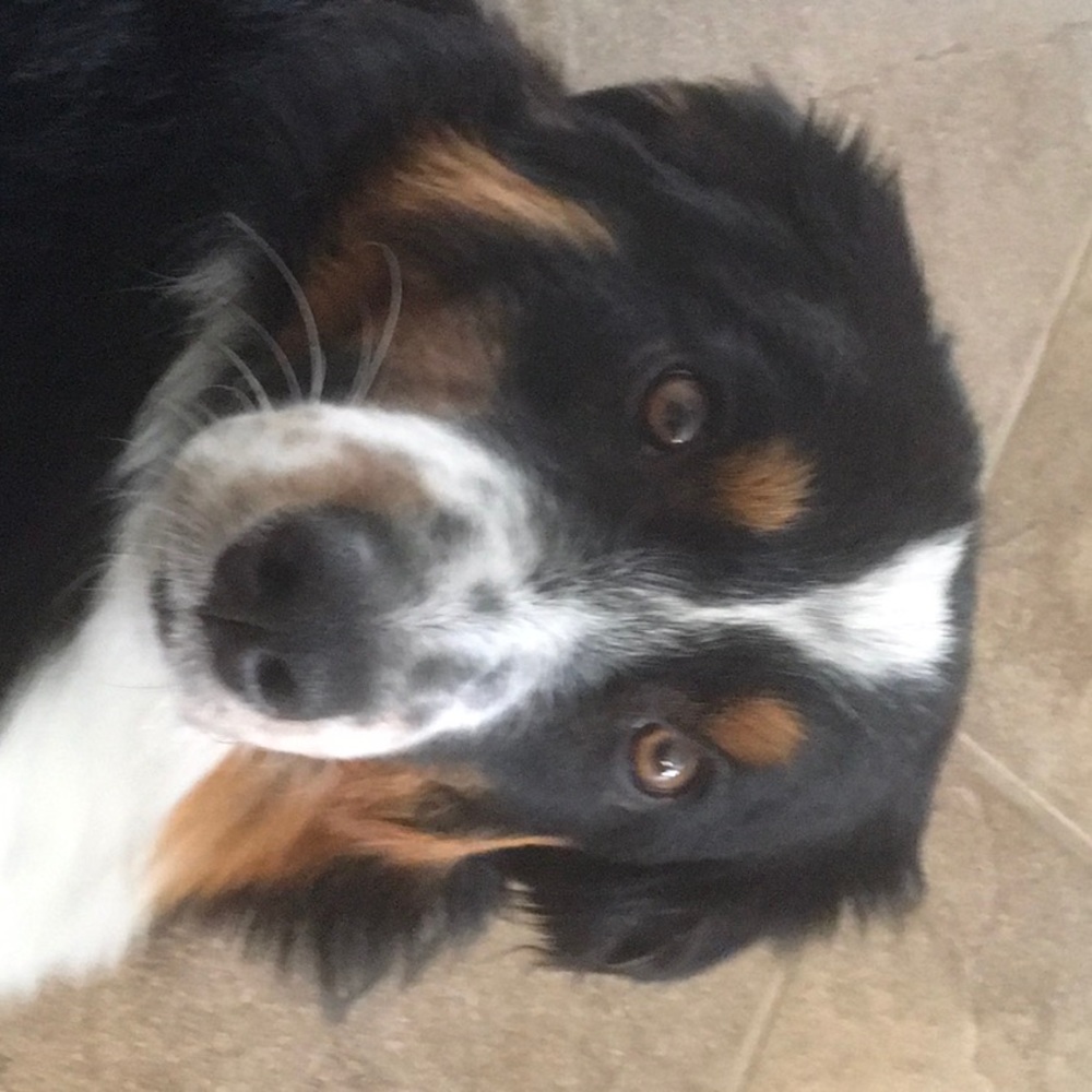 Meet your Posher, Peri